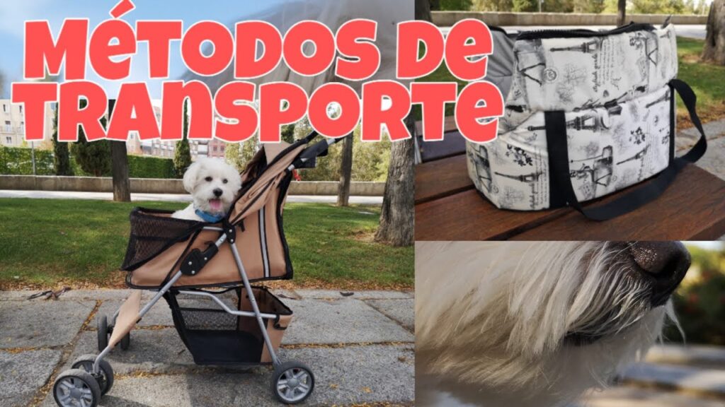perros carro