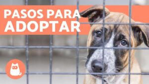 perros-en-adopcion