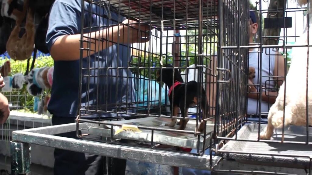 perros en venta cachorros