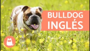 perros-english-bulldog