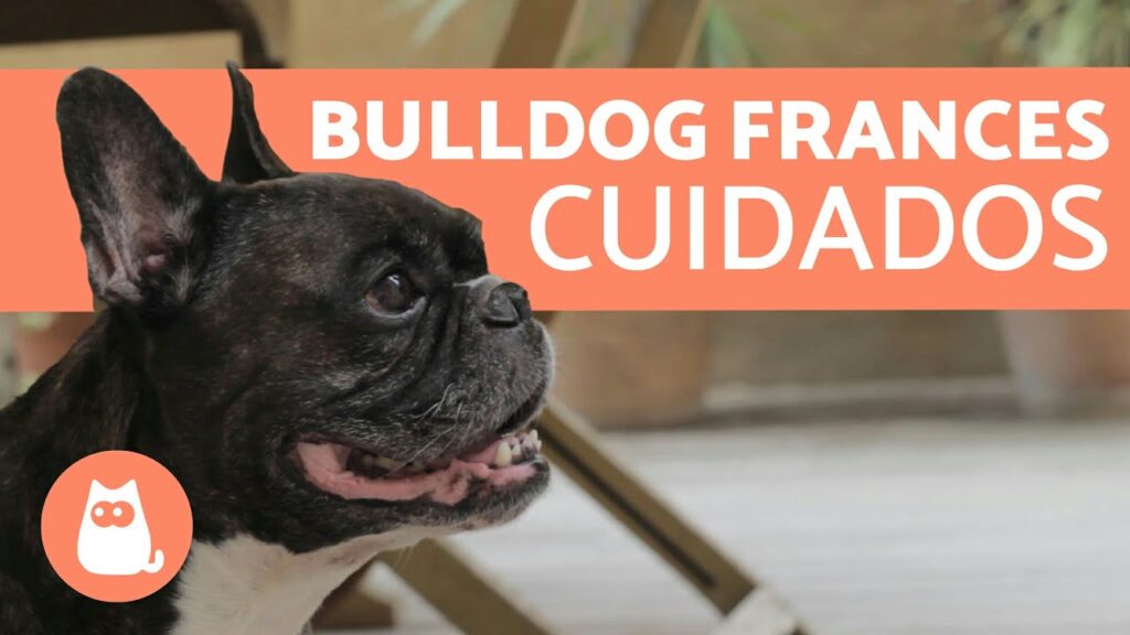 perros french bulldog