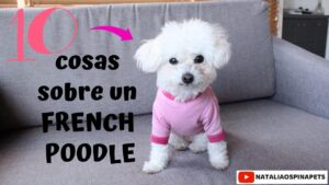 perros-french-poodle