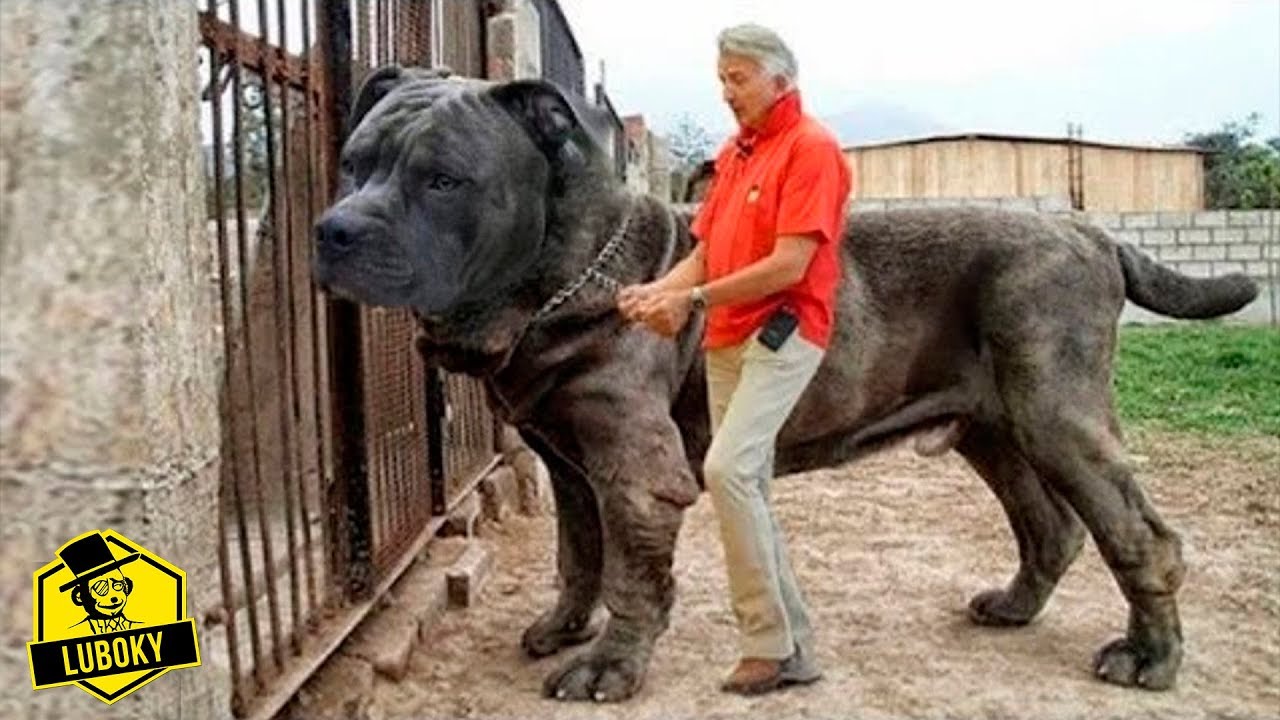 perros gigantes
