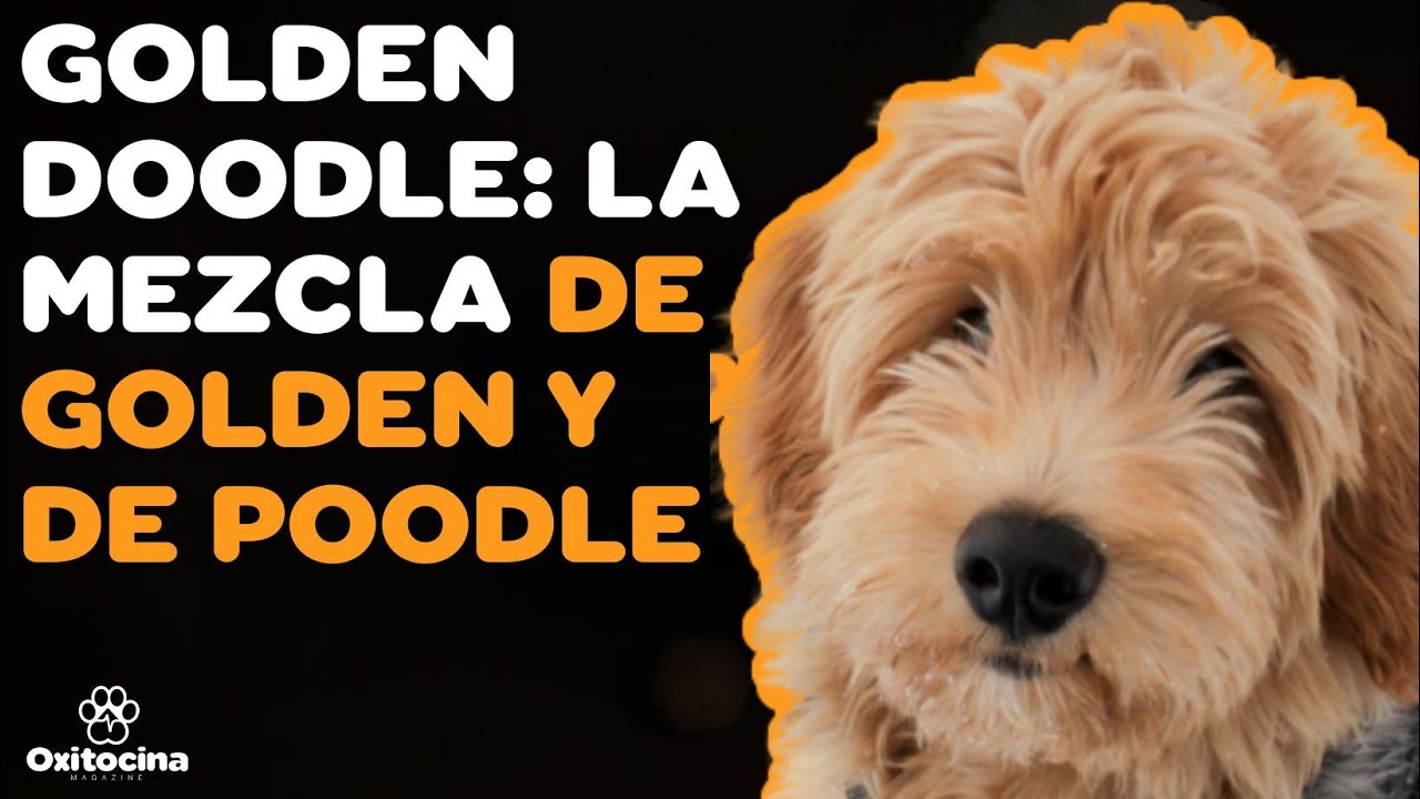 perros goldendoodle