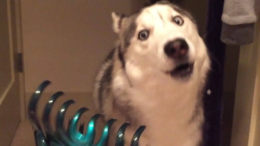 perros husky