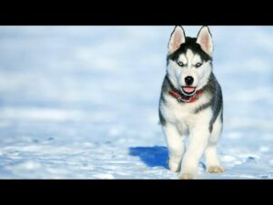 perros-husky-fotos