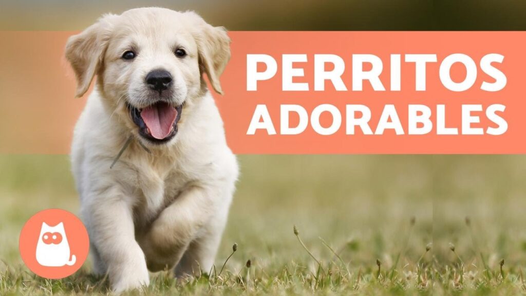 perros imagenes