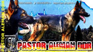perros-imitacion-tamano-real-pastor-alema