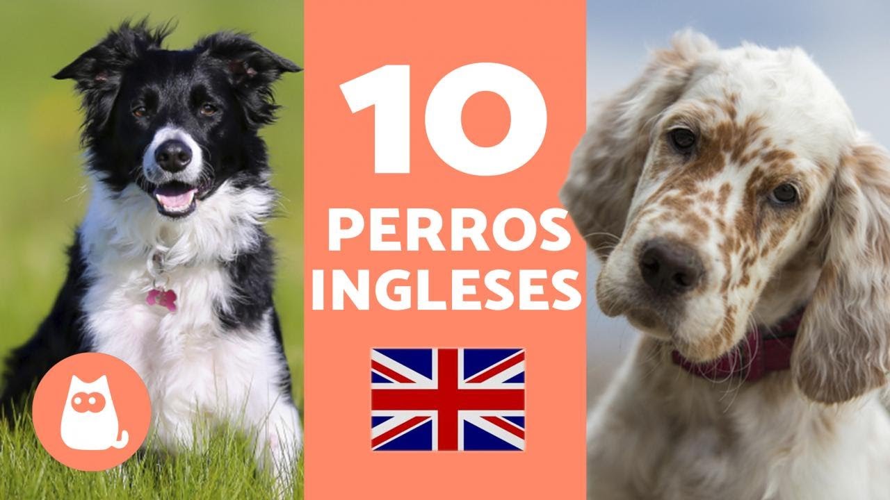 perros ingleses