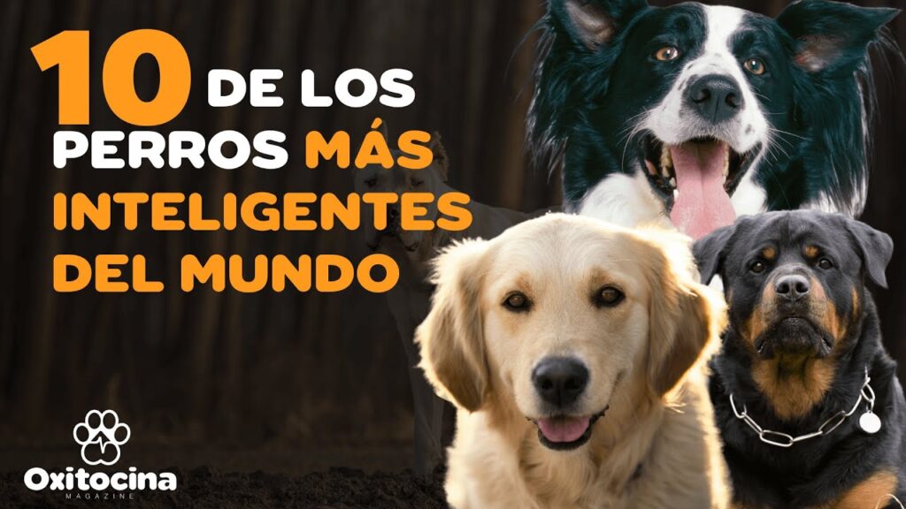 perros inteligentes razas