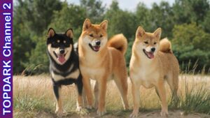 perros-japoneses-pequenos