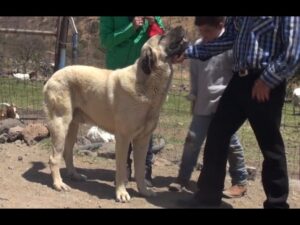 perros-kangal-turco-en-mexico