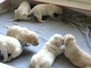 perros-labradores-bebes