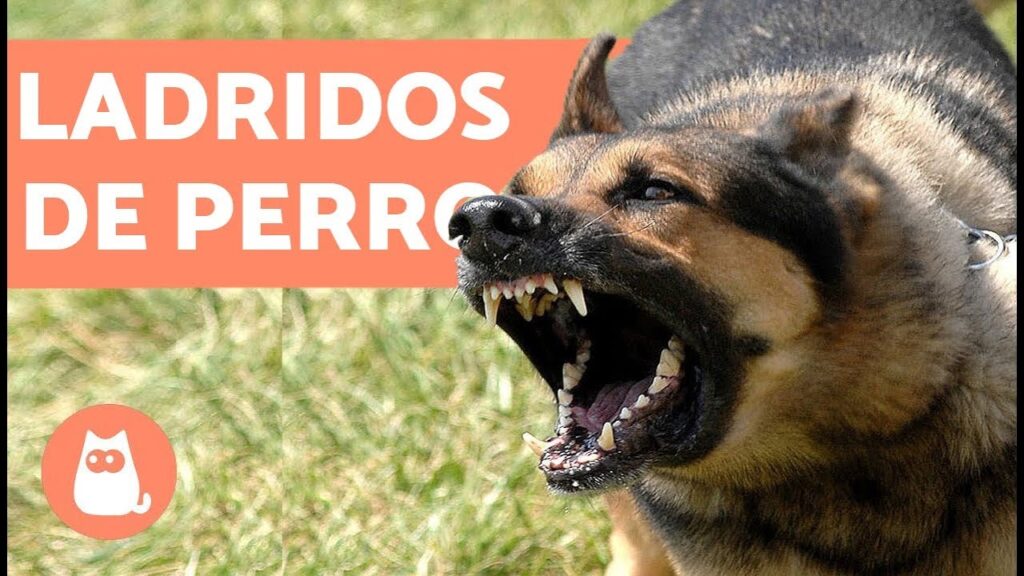perros ladrando