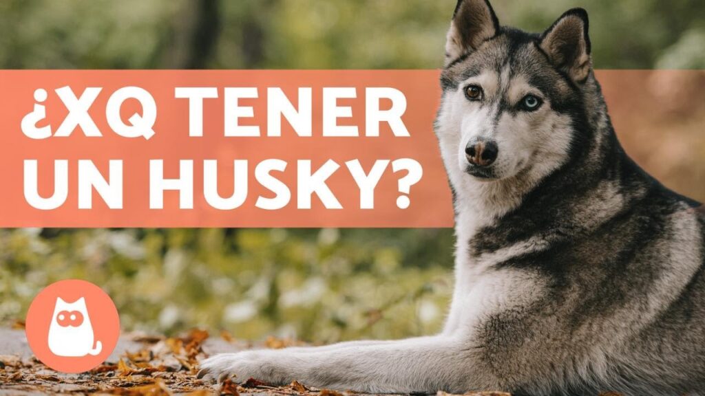 perros lobos siberianos