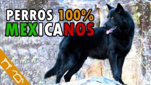 perros-mexicanos