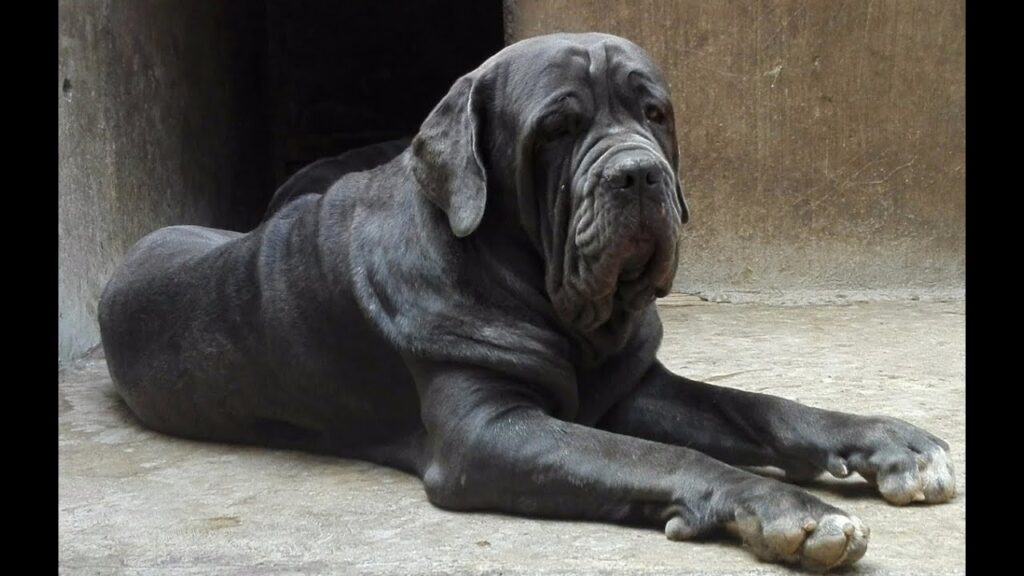 perros napolitanos