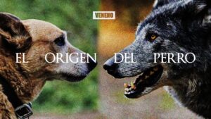 perros-normales