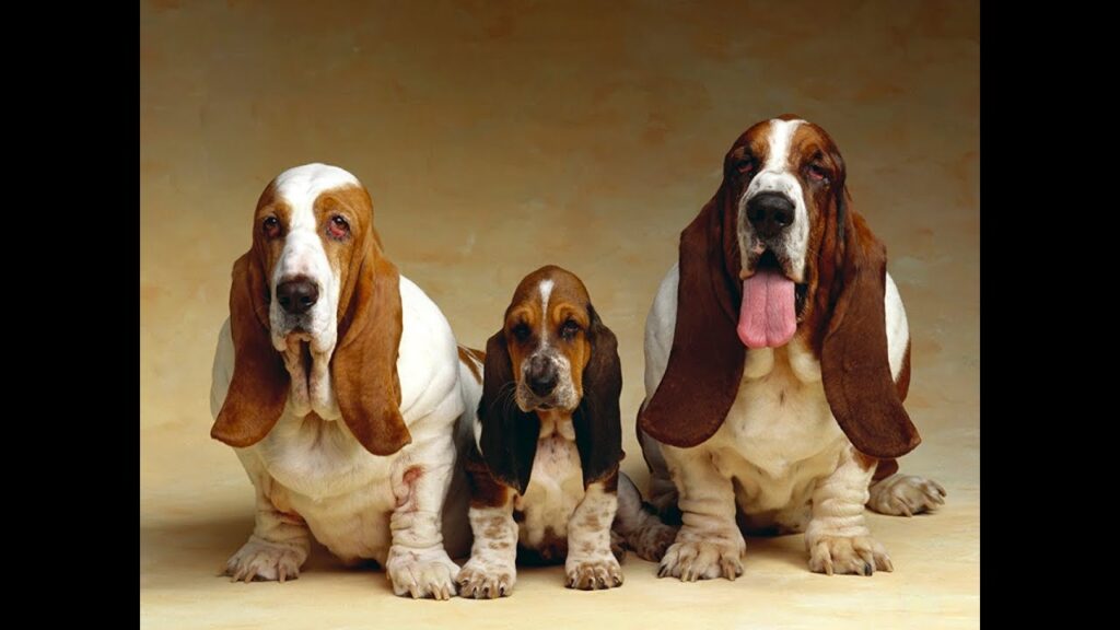 perros orejones de caza