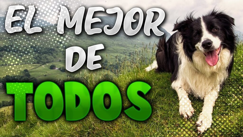 perros ovejeros razas