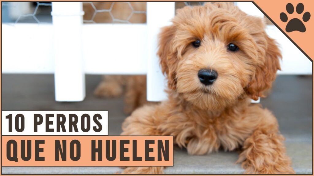 perros que no huelen ni sueltan pelo