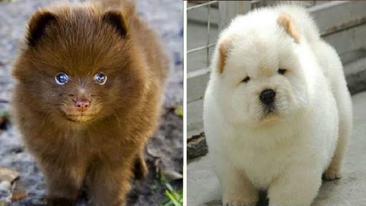 perros que parecen osos