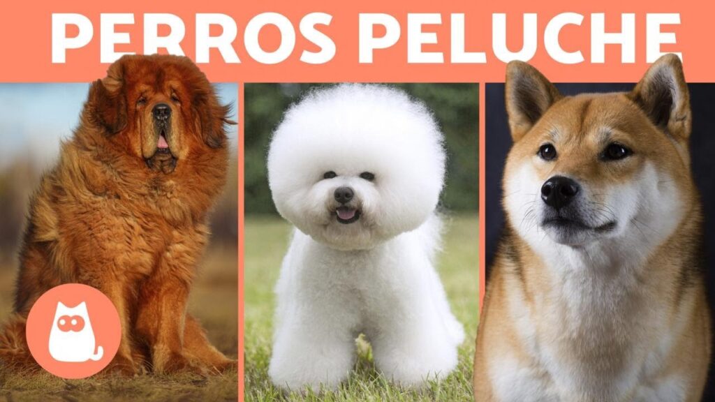 perros que parecen peluches