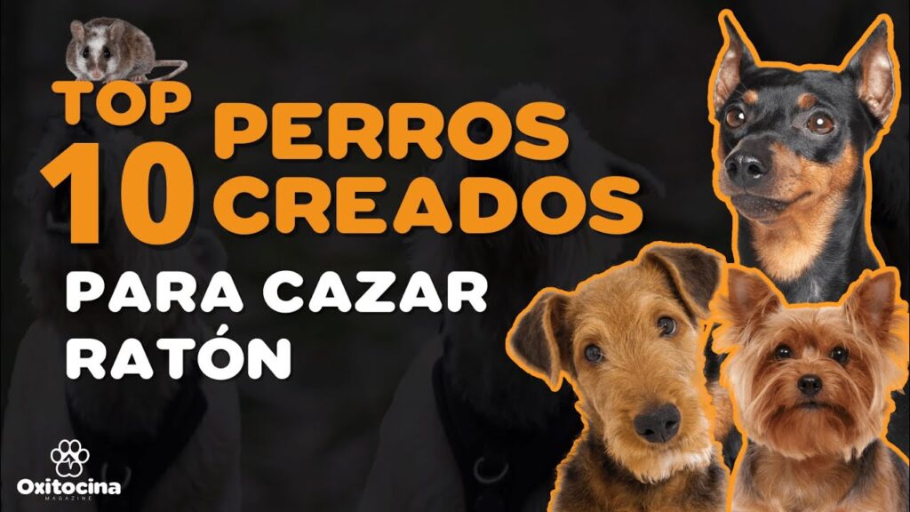 perros ratoneros