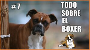 perros-raza-boxer