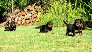 perros-rottweiler-bebes