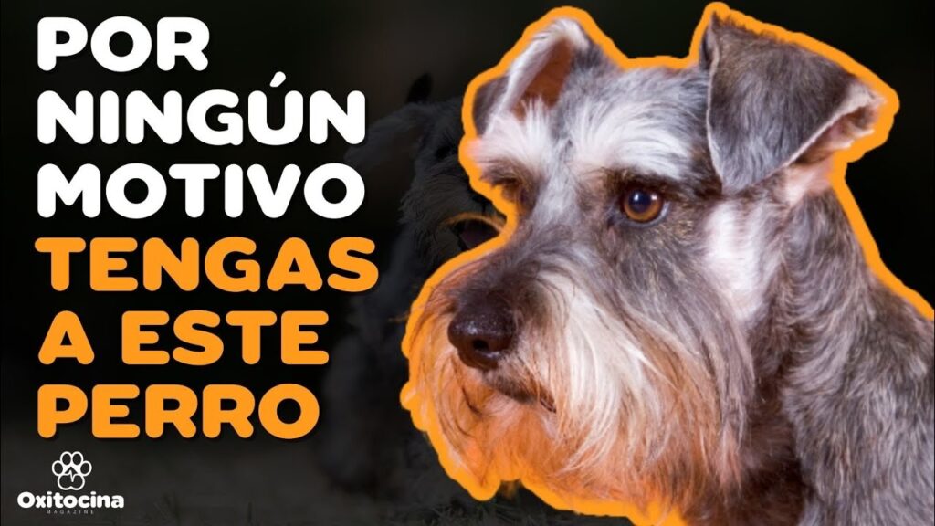 perros schnauzer precio