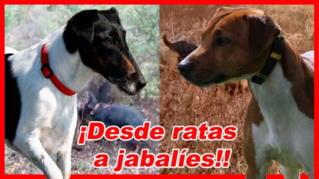 perros terrier