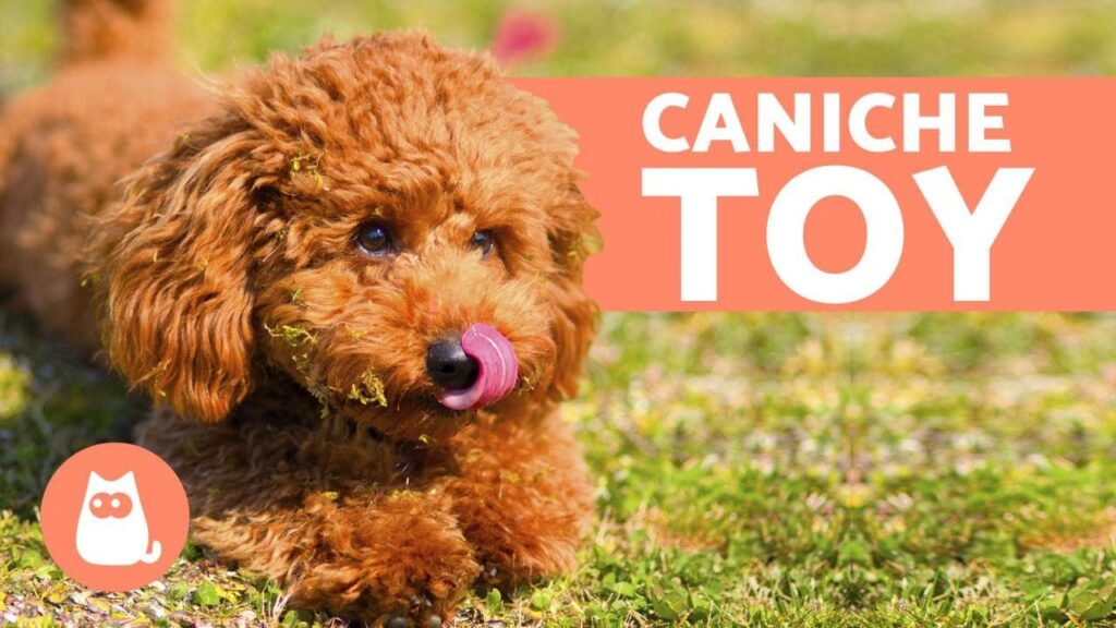 perros toy poodle