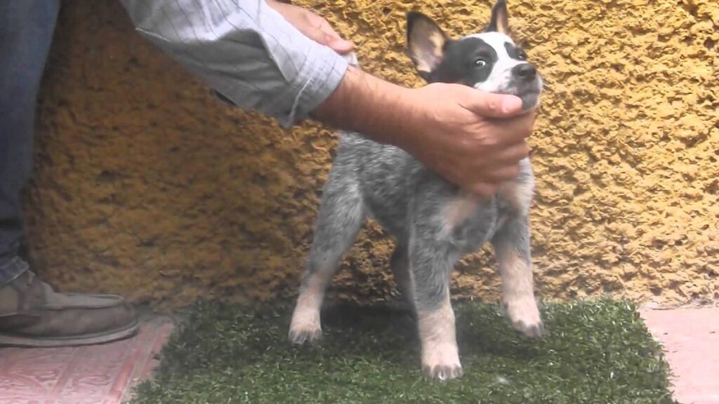 perros vaqueros cachorros