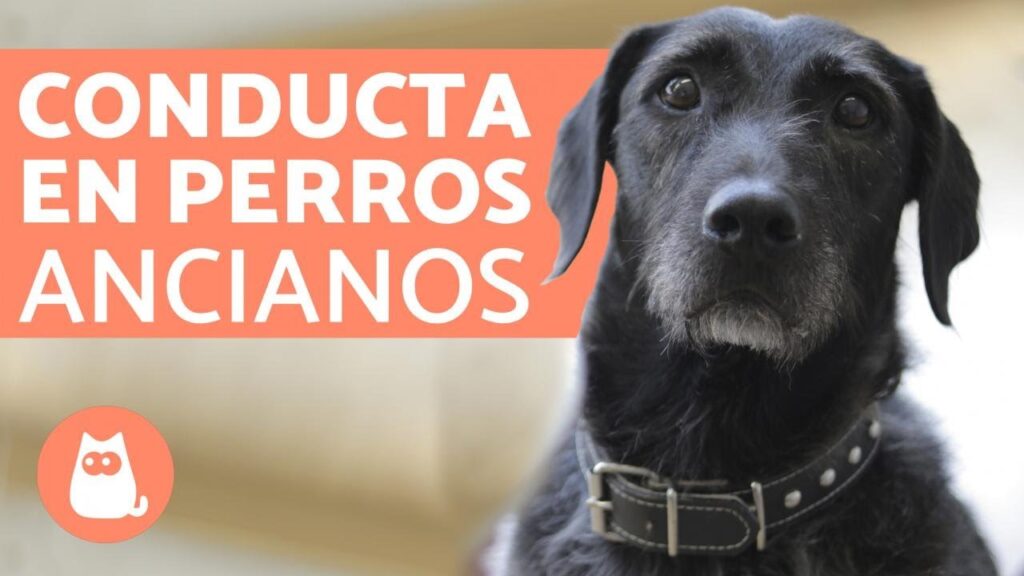 perros viejos