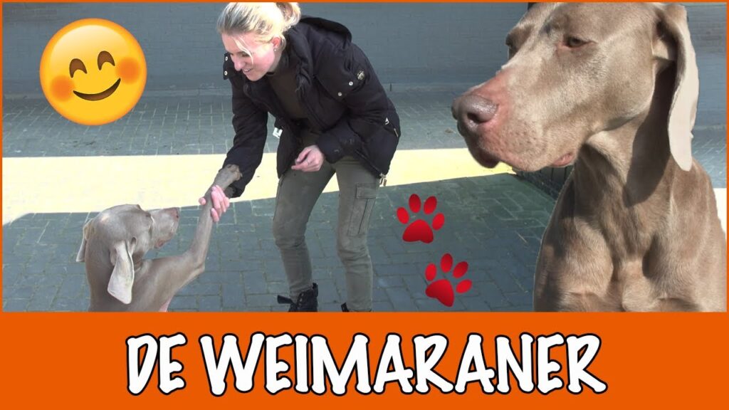 perros weimaraner