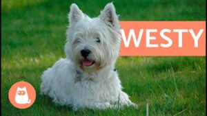 perros-westy