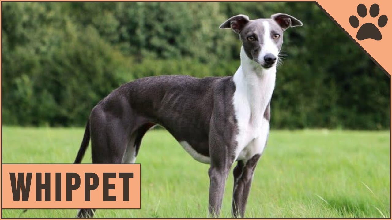 perros whippet