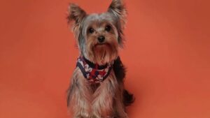 perros-yorkie-en-venta-cerca-de-mi