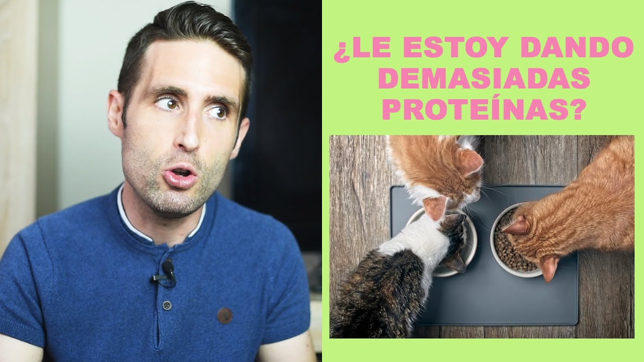 pienso para gatos alto en proteinas