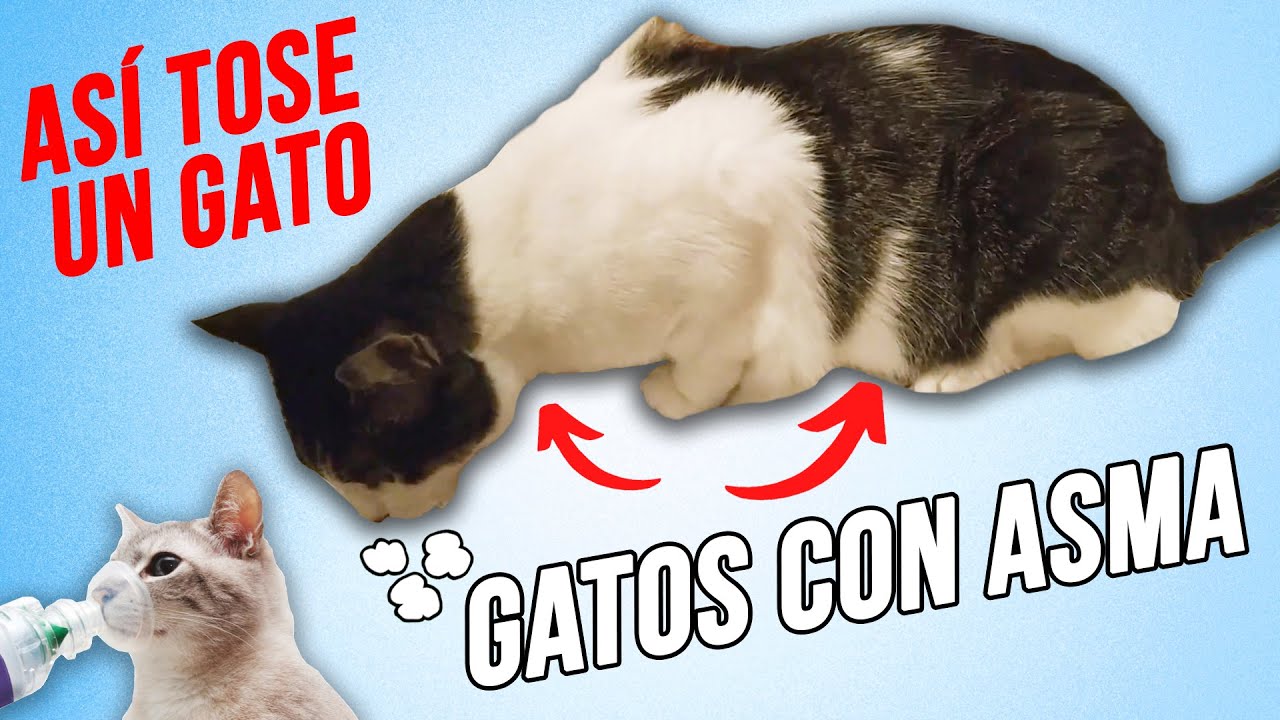 pienso para gatos con asma