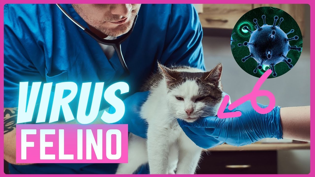 pienso para gatos con calicivirus