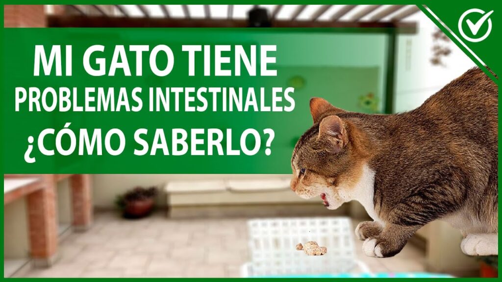 pienso para gatos con ibd