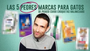 Pienso para gatos de alta calidad: Descubre por qué Carrefour es la opción número uno pienso-para-gatos-marca-carrefour