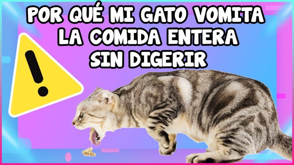 pienso para gatos que vomitan