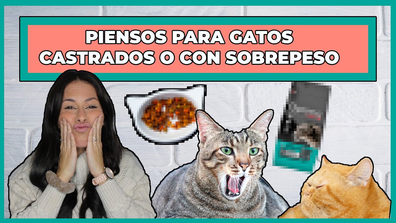 pienso para gatos sacos de 20 kg