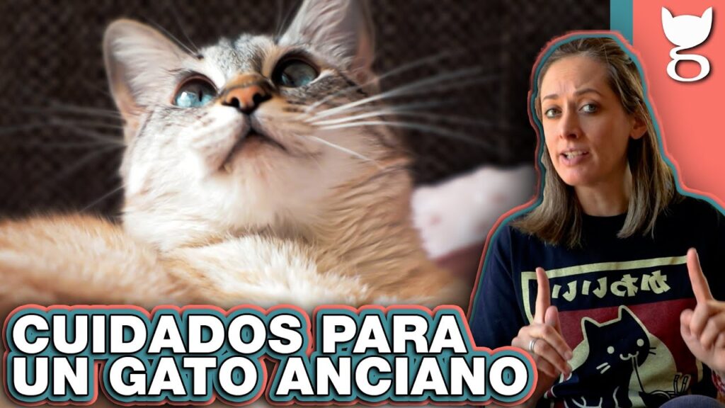 pienso para gatos viejos