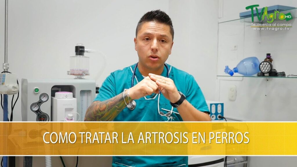 pienso para perros con artrosis