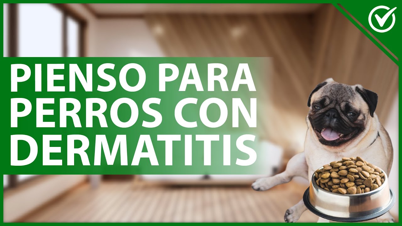 pienso para perros con dermatitis