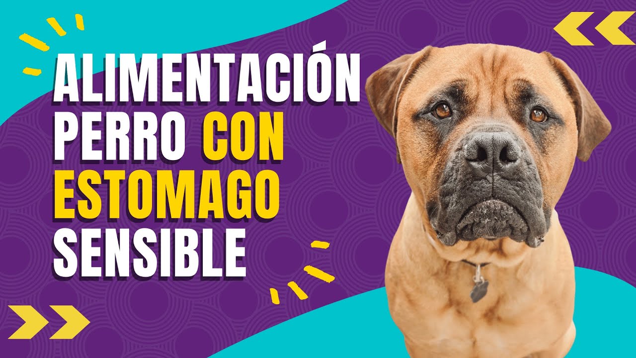 pienso para perros gastrointestinal